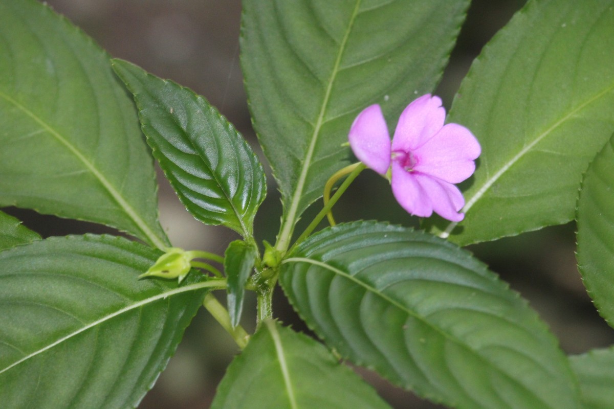 Impatiens flaccida Arn.